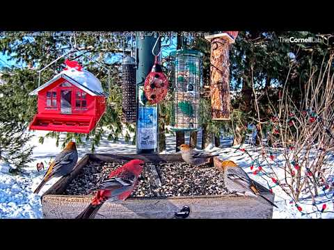 Sun-Soaked Pine Grosbeaks Eat Sunflower Seeds In Ontario – Feb. 24, 2022