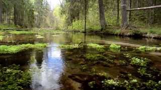 Звуки и атмосфера леса HD без музыки - Видео онлайн