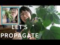 Propagating Philodendron Heartleaf Nov 2018