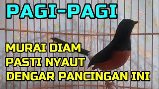 Download lagu PAGI PAGI Murai DIAM Pasti Ikut Nyaut Dengar Panci... mp3