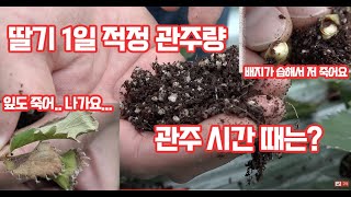 딸기 양액재배 하루 물을 몇 번 주고 관주량을 얼마나 해야하나??? 물 관리만 잘해도 딸기 …