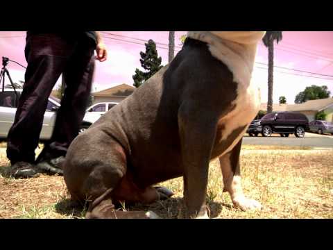 Demon of Mestizo Bullyz (SHOWCASE) Bully Web Tv