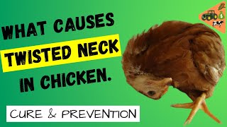 What Causes TWISTED NECK in CHICKEN (chicks) ? CURE and PREVENTION