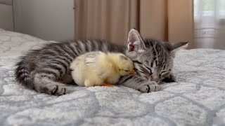 Filhotinho de gato conhece um pintinho pela primeira vez – muito fofo!