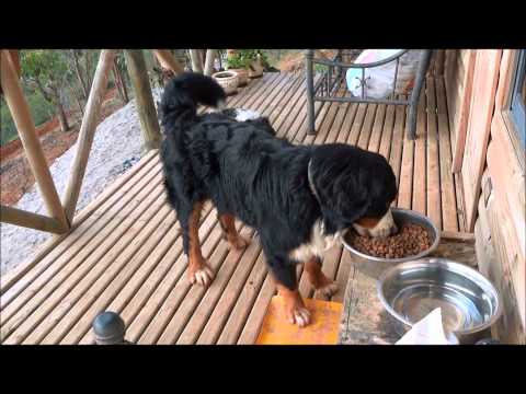 BOYERO DE BERNA Y JAMIROQUAI HD