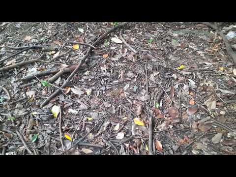 Nascente do jardim do santo Dumont de Araraquara estado de São Paulo do interior 