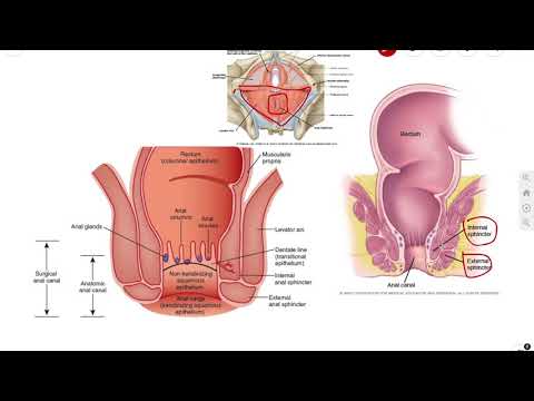 Anal Canal | Sphincters | Introduction | Anatomy