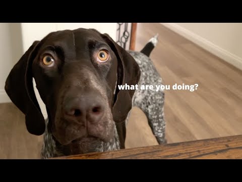 Life With My Needy & Clingy German Shorthaired Pointer Dog | Funny Dog Video