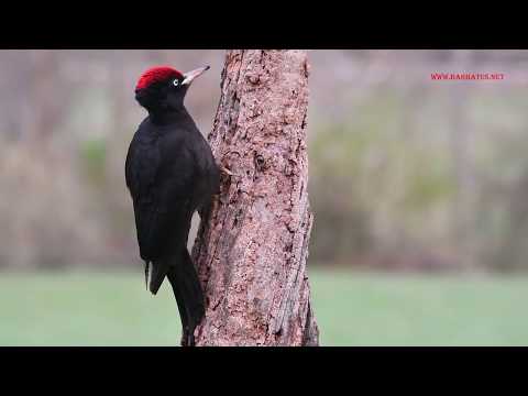 Pito negro ( Dryocopus martius ) BlackWoodpecker