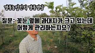 [귀농의 맛 제51화] 사과 과대지 관리 방법