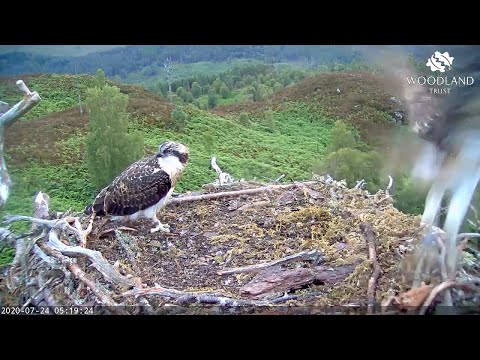 Female osprey chick fledges nest - Loch Arkaig Osprey Cam (2020)