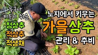 노지 가을 상추 관리 그리고 추비하기 / 누구나 키우기 쉬운 청상추 적상추 적생채