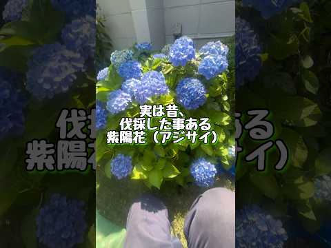 アジサイの手入れの間違い：アジサイの葉が赤くなって落ちてしまうのはなぜですか？  庭園