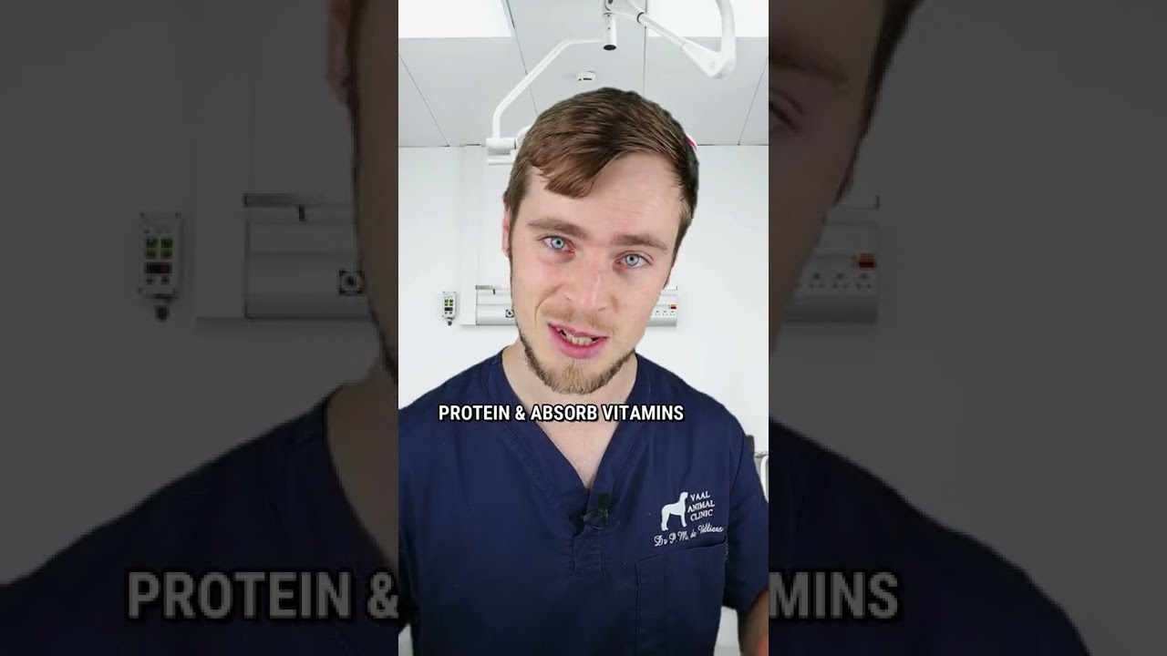 Banana Plants and Dogs Are They Toxic? Fruit Faves