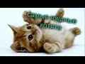 Котики самые няшные котята 