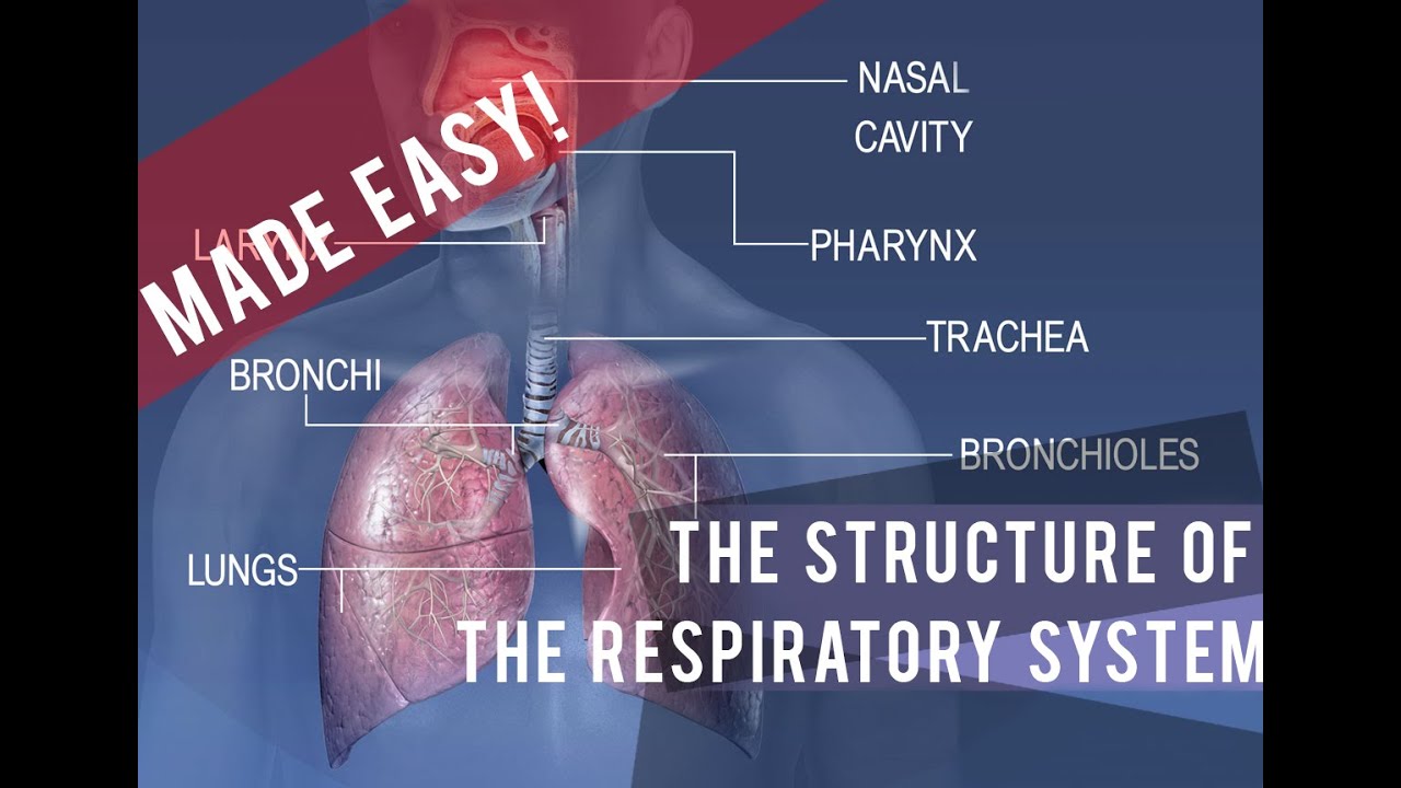 The Complete Respiratory System [Made Easy!]