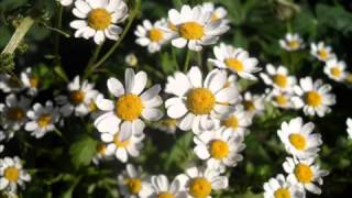 The Concept - Gimme Twice.