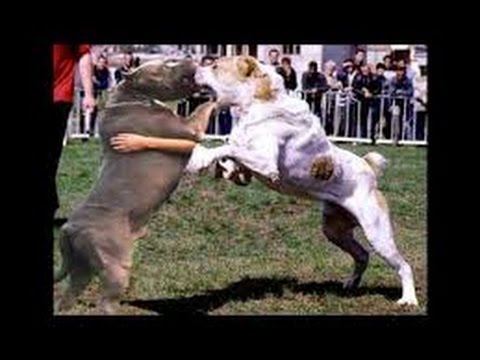 алабай бой против питбуля. алабай, американский питбуль. бои собак турецкий кангал и алабай. питбуль против алабая бой. питбуль против кангала.