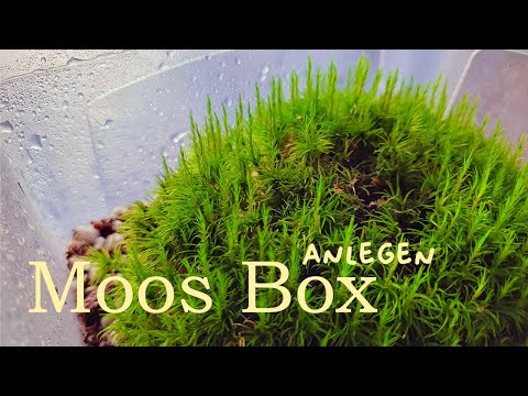 Creating a live moss box - propagating moss
