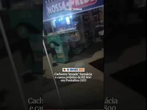 Cachorro ‘invade’ farmácia e causa prejuízo de R$ 800 em Pontalina (GO); veja vídeo