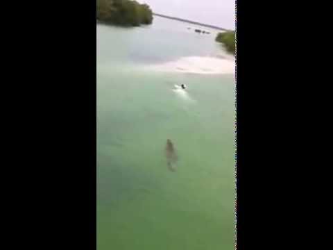 Video: Swimmer Evades Crocodile Off Playa del Carmen, Mexico