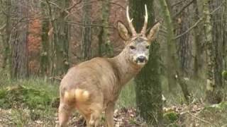 Spring is in the Air.Veluwe