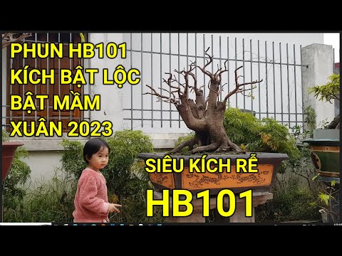 🔴 QBS23373 - HB101 PHUN KÍCH MẦM CHO CÂY MAI BẰNG HB 101 |SIÊU KÍCH RỄ HB-101 | hb101, HP101, hb-101