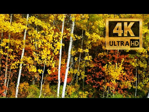 Autumn Foliage at Leavenworth 4K UHD 20211021