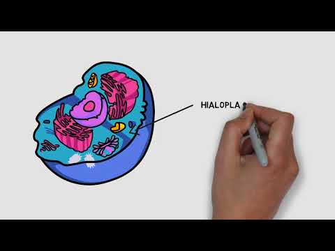 Admitere medicina: Episodul 1, Structura Unei Celule