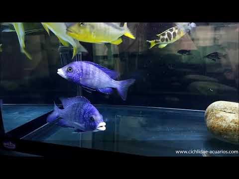 Placidochromis phenochilus Mdoka white lips