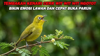 Download lagu PANCINGAN PLECI NEMBAK KENARI CERRR WIT WIT WIT NGOTOT, BIKIN IKUT NEMBAK DAN BUKPAR mp3