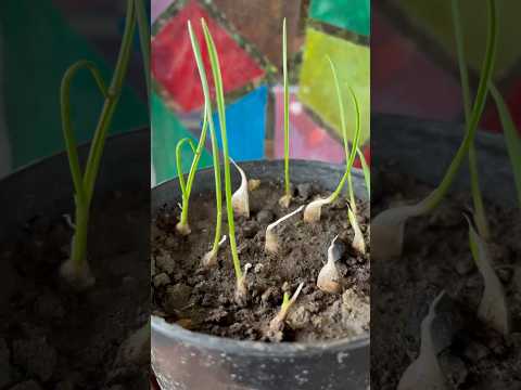 Grow Garlic in Small Pot with These Easy Steps|Grow Garlic#shorts#viral#youtubeshorts
