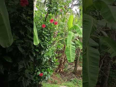 Chembarathi Poove | K. S. Chithra | Raghukumar | Shibu Chakravarthy | #Movie Shyama | #shortvideo 🌺