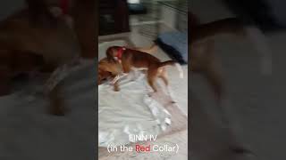 Video preview image #1 Beagle-Unknown Mix Puppy For Sale in Dunnellon, FL, USA