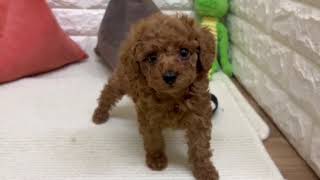 トイプードルの動画01