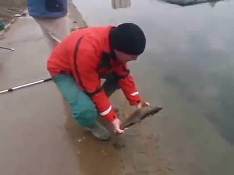 Ribolov plovkom, puštanje mrene - Karlovac