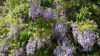 Dream in Spring 春の夢【4K/30fps】-2025/5/13-