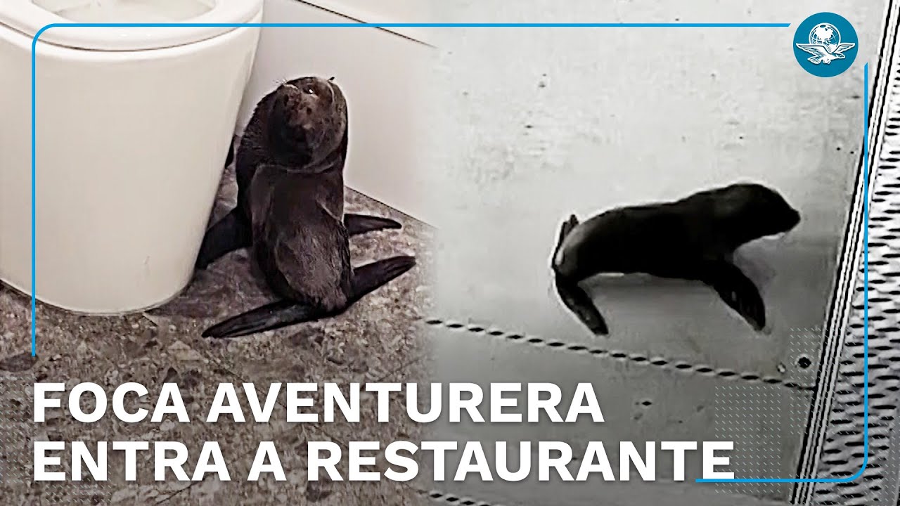 ¡Tierno cliente! Foca bebé enternece a comensales de un bar