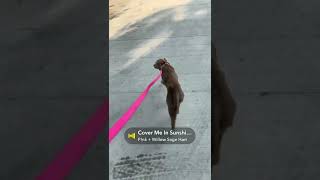 Video preview image #1 Labrador Retriever-Whippet Mix Puppy For Sale in Columbus, IN, USA