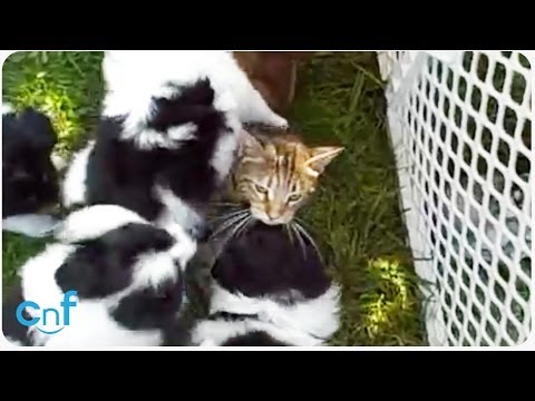 Gato atacado por unos cachorros