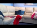 Elmo Vs Predator