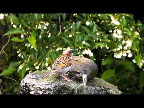 Chestnut-backed Chickadee,House Sparrow & Bushtit on Fountain