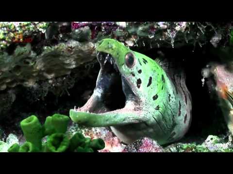 **Die sieben Zeichen der Apokalypse**_ Part 5_mp4