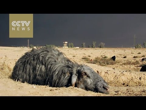Oil fires started by ISIL outside Mosul turn sheep black