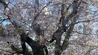 【下関市】国道2号線の桜