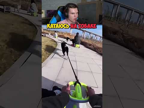 Ты Не Поверишь, Кто Тащит Тележку! 😱🐕 #shorts #шортс #животные #собака #милота #фонк #эдит #прикол