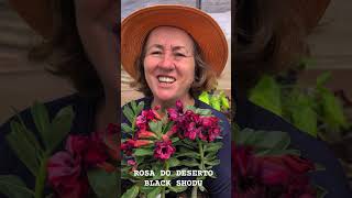 FLORIFERA, TONS ESCUROS, PERFUMADA