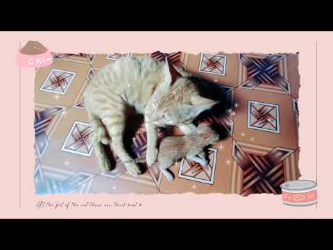 Catty Loves Kitten😻😻