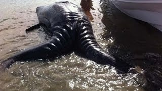 WEST COAST RADIATION   U S  Government Silent as RADIATION Readings Reach 1400 Over Normal Levels