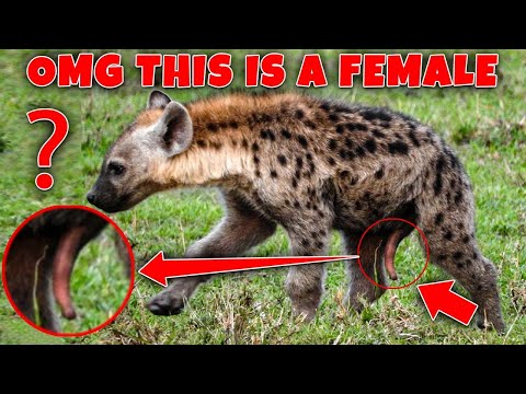 Female hyenas have a pseudo male organs by Animal KingdomX